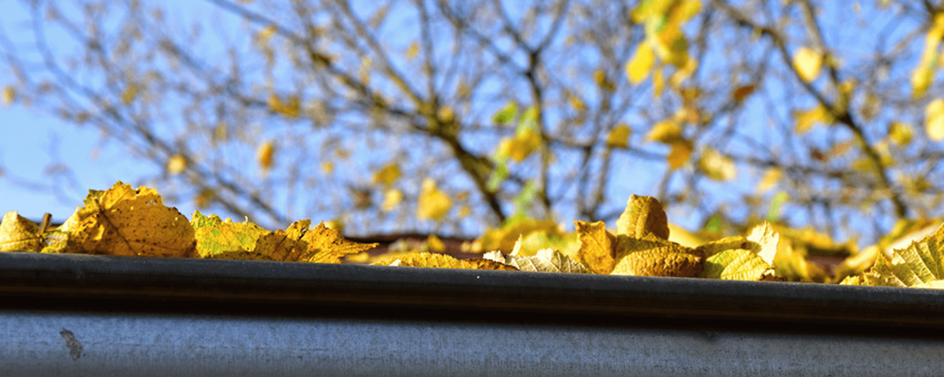 Cleaning out Leaves